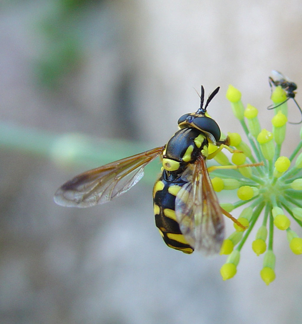 Chrysotoxum intermedium